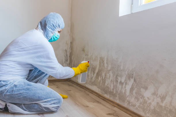 Licensed Basement Mold Remediation service in Ringwood, NJ - WQB Mold Removal