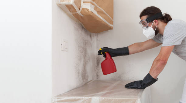 Professional Basement Mold Remediation technician working in Ringwood, NJ