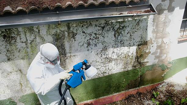 Top rated local Basement Mold Remediation specialists in Ringwood, NJ